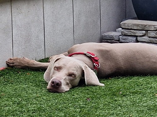 Weimaraner per accoppiamento